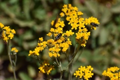 Acmaeodera acuta