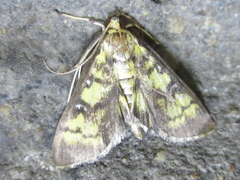 Goniorhynchus exemplaris
