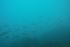 Trachurus