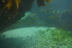 Nemadactylus macropterus