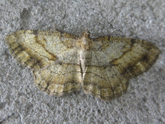 Polymixinia appositaria