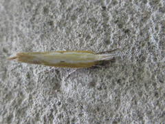 Ypsolopha blandella