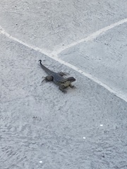 Leiocephalus carinatus