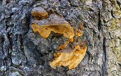Phellinus chrysoloma