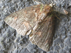 Dindica virescens
