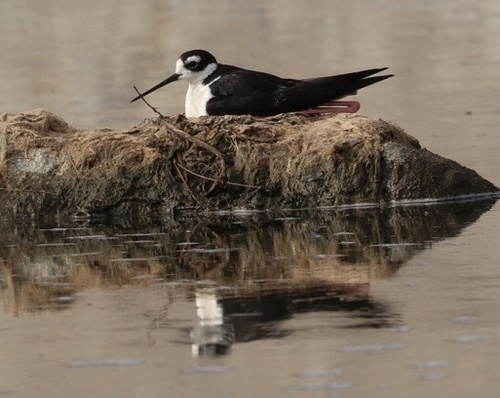 photo of Black-necked Stilt (Himantopus mexicanus)