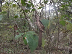 Canavalia septentrionalis