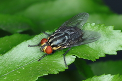 Sarcophagidae