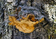 Phellinus chrysoloma