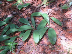 Clintonia borealis