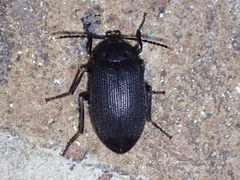 Penthe pimelia