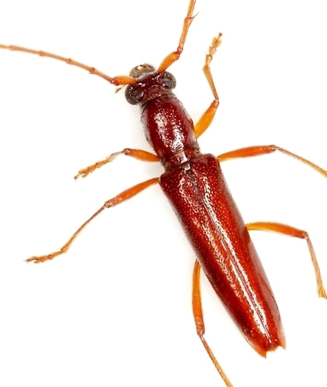 Psyrassa castanea