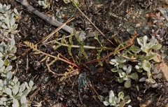Lomatium tracyi