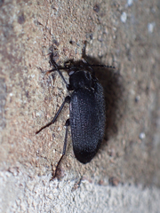Penthe pimelia