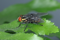 Sarcophagidae