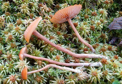 Laccaria longipes