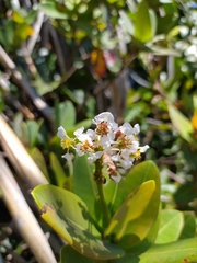 Byrsonima umbellata