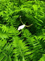Cleistesiopsis bifaria