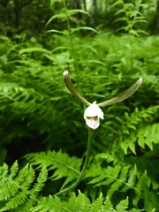 Cleistesiopsis bifaria