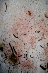 Chlamydomonas nivalis