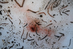 Chlamydomonas nivalis