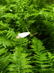 Cleistesiopsis bifaria