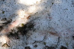 Chlamydomonas nivalis