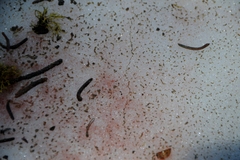 Chlamydomonas nivalis