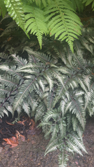 Athyrium niponicum