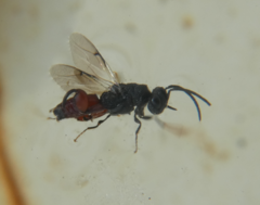 Phasgonophora sulcata