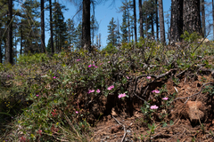 Silene hookeri