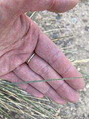 Poa fendleriana