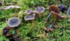 Cortinarius hemitrichus