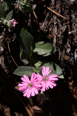 Silene hookeri