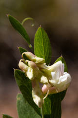 Lathyrus delnorticus