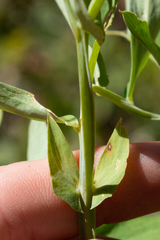 Lathyrus delnorticus