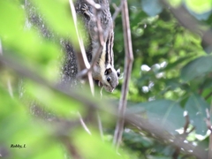 Tamiops mcclellandii