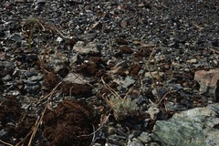 Boechera serpenticola