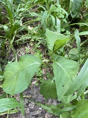Persicaria virginiana