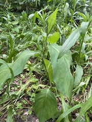 Persicaria virginiana