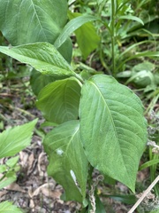 Persicaria virginiana