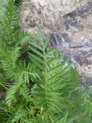 Tanacetum vulgare
