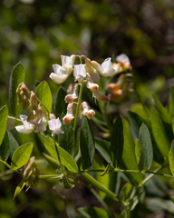 Lathyrus delnorticus