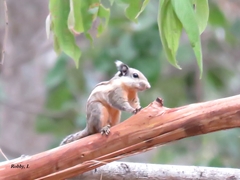 Tamiops mcclellandii