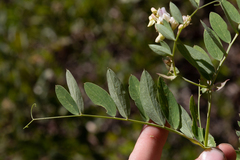 Lathyrus delnorticus