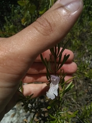 Conradina grandiflora image