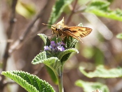 Hylephila phyleus phyleus