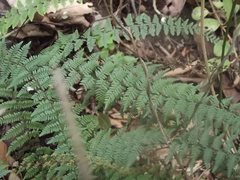 Myriopteris microphylla