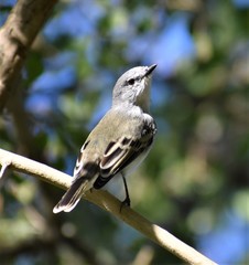 Suiriri Flycatcher photo 1