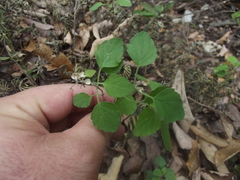 Scutellaria seleriana